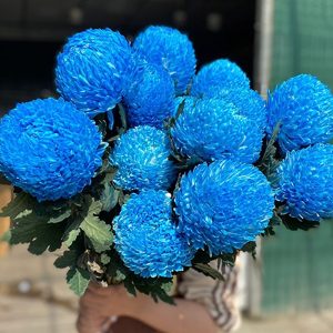Hoa Cúc Mẫu Đơn Xanh blue (Royal Blue)