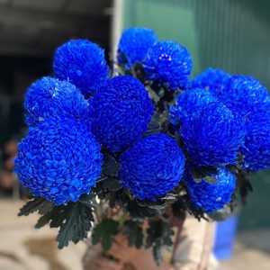 Hoa Cúc Mẫu Đơn Xanh Blue Đậm Deep Blue
