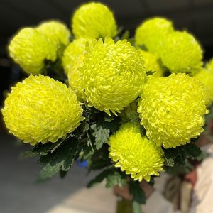 Hoa Cúc Mẫu Đơn Xanh Cốm