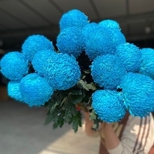 Hoa Cúc Mẫu Đơn Xanh Ngọc Bích TEAL