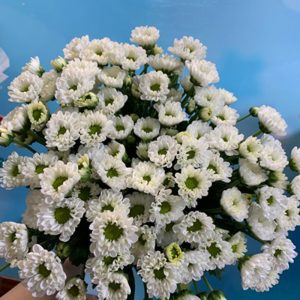 Hoa Cúc Rosy Trắng
