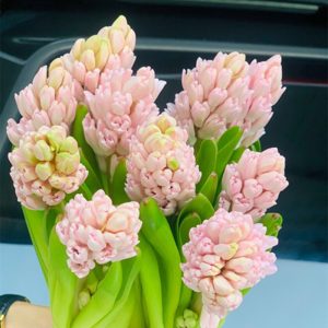 Hoa Dạ Lan Hương – Hồng Nhạt