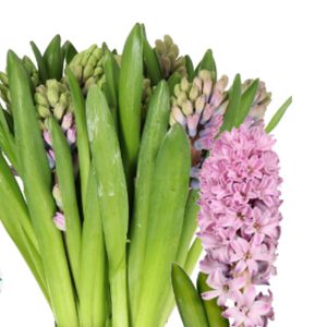 Hoa Dạ Lan Hương – Hồng Tím
