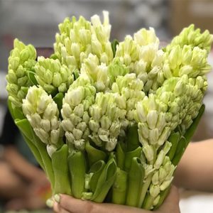 Hoa Dạ Lan Hương – Trắng