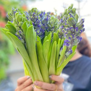 Hoa Dạ Lan Hương – Xanh Nhạt