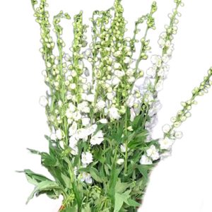 Hoa Delphin Trắng A
