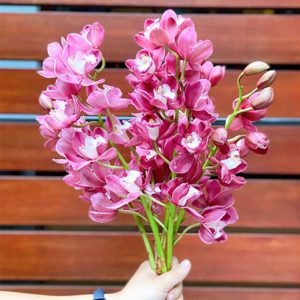 Hoa Địa Lan – Đỏ