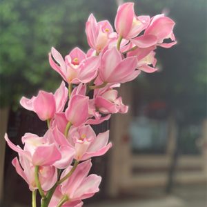 Hoa Địa Lan – Hồng