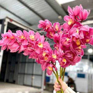 Hoa Địa Lan – Hồng Đậm A