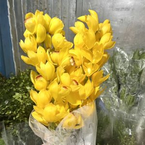 Hoa Địa Lan – Mít