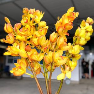 Hoa Địa Lan – Nâu Cam