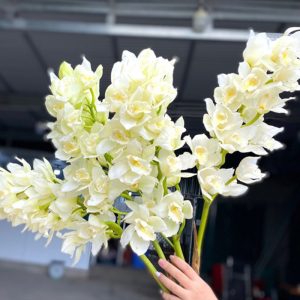 Hoa Địa Lan – Trắng