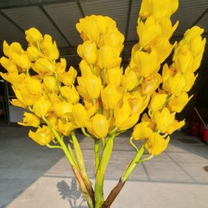 Hoa Địa Lan – Vàng Hoàng Hậu