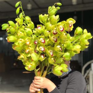 Hoa Địa Lan – Xanh