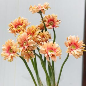 Hoa Đồng Tiền Cánh Xoăn – Cam