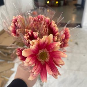 Hoa Đồng Tiền Cánh Xoăn – Hồng Đào A