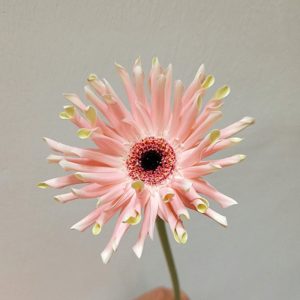 Hoa Đồng Tiền Cánh Xoăn – Hồng nhạt