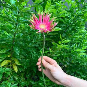 Hoa Đồng Tiền Cánh Xoăn – Hồng Sen A