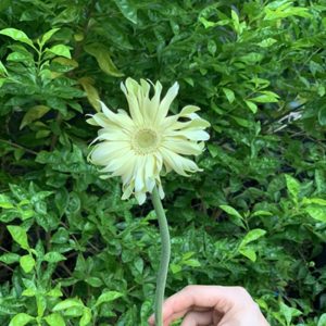 Hoa Đồng Tiền Cánh Xoăn – Trắng Kem A