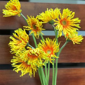Hoa Đồng Tiền Cánh Xoăn – Vàng A