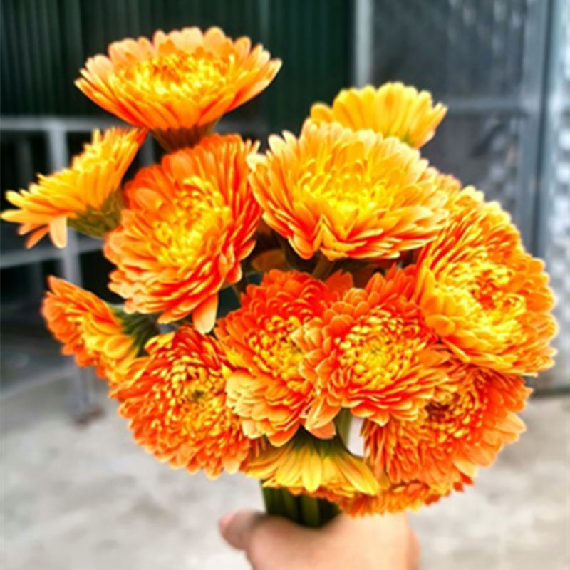 Hoa Đồng tiền kép Nhật – Cam