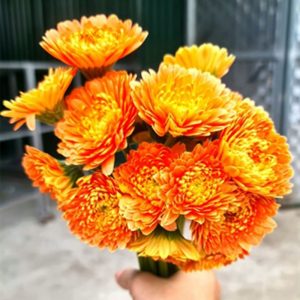 Hoa Đồng tiền kép Nhật – Cam