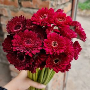 Hoa Đồng Tiền Kép Nhật – Đỏ