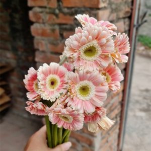 Hoa Đồng Tiền Kép Nhật – Hồng