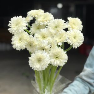 Hoa Đồng Tiền Kép Nhật – Trắng