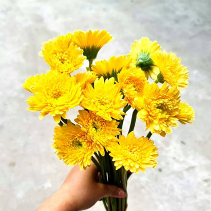 Hoa Đồng tiền kép Nhật – Vàng