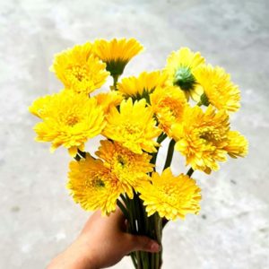 Hoa Đồng tiền kép Nhật – Vàng