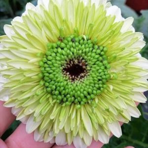 Hoa Đồng tiền kép Nhật – Xanh