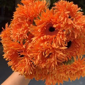 Hoa Đồng Tiền Kim – Cam A