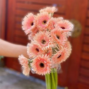 Hoa Đồng Tiền Kim – Hồng A