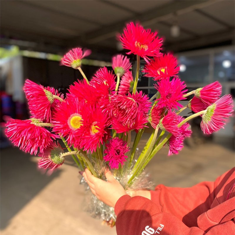 Hoa Đồng Tiền Kim – Hồng Pink floy