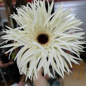 Hoa Đồng tiền kim – Trắng A