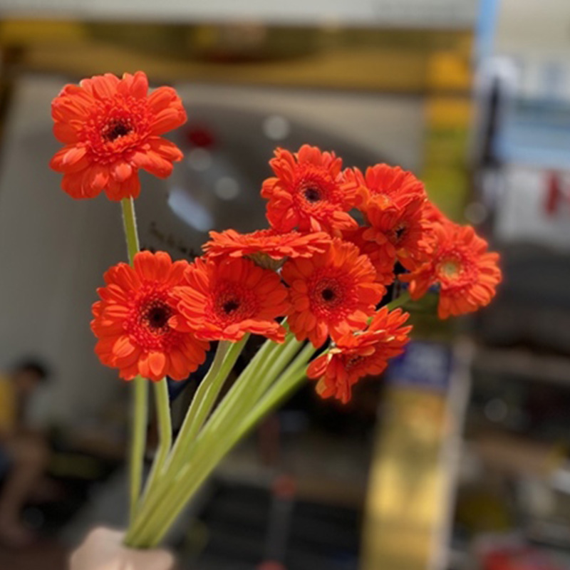 Hoa Đồng Tiền Nhí – Cam