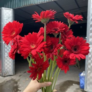 Hoa Đồng Tiền Nhí – Đỏ
