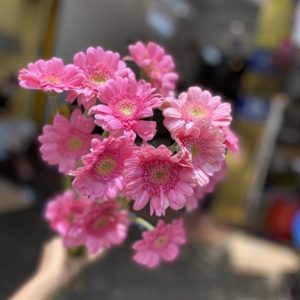 Hoa Đồng Tiền Nhí – Hồng