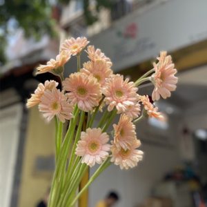 Hoa Đồng Tiền Nhí – Kem