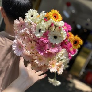 Hoa Đồng Tiền Nhí – Mix
