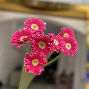 Hoa Đồng Tiền Nhí – Tím