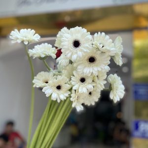 Hoa Đồng Tiền Nhí – Trắng