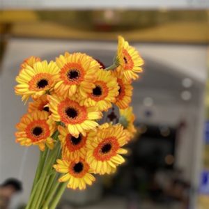 Hoa Đồng Tiền Nhí – Vàng