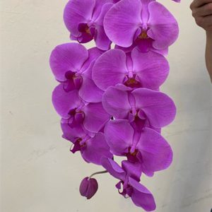Hoa Hồ Điệp – Tím