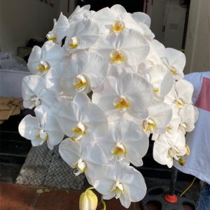Hoa Hồ Điệp – Trắng A