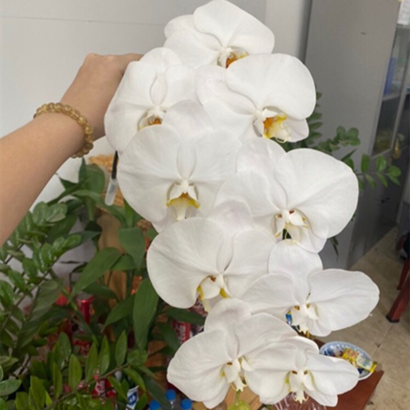 Hoa Hồ Điệp – Trắng B