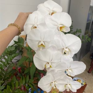 Hoa Hồ Điệp – Trắng B