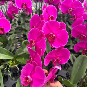 Hoa Hồ Điệp Màu – Tím