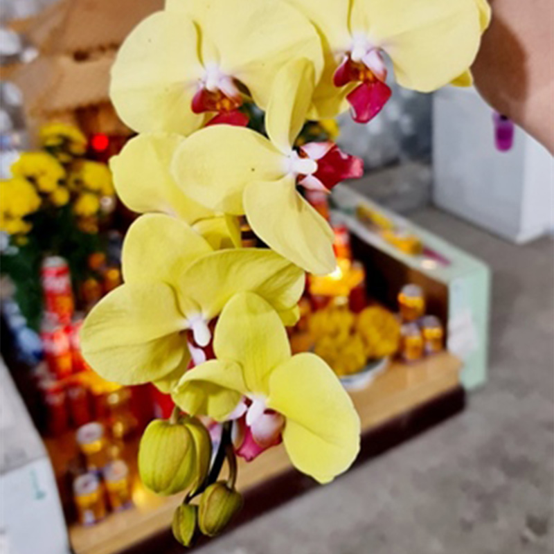 Hoa Hồ Điệp Màu – Vàng